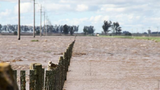 Soja: graves pérdidas por las lluvias