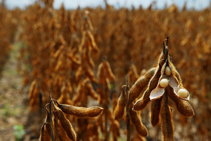 Aumentan las estimaciones de producción de soja y maíz