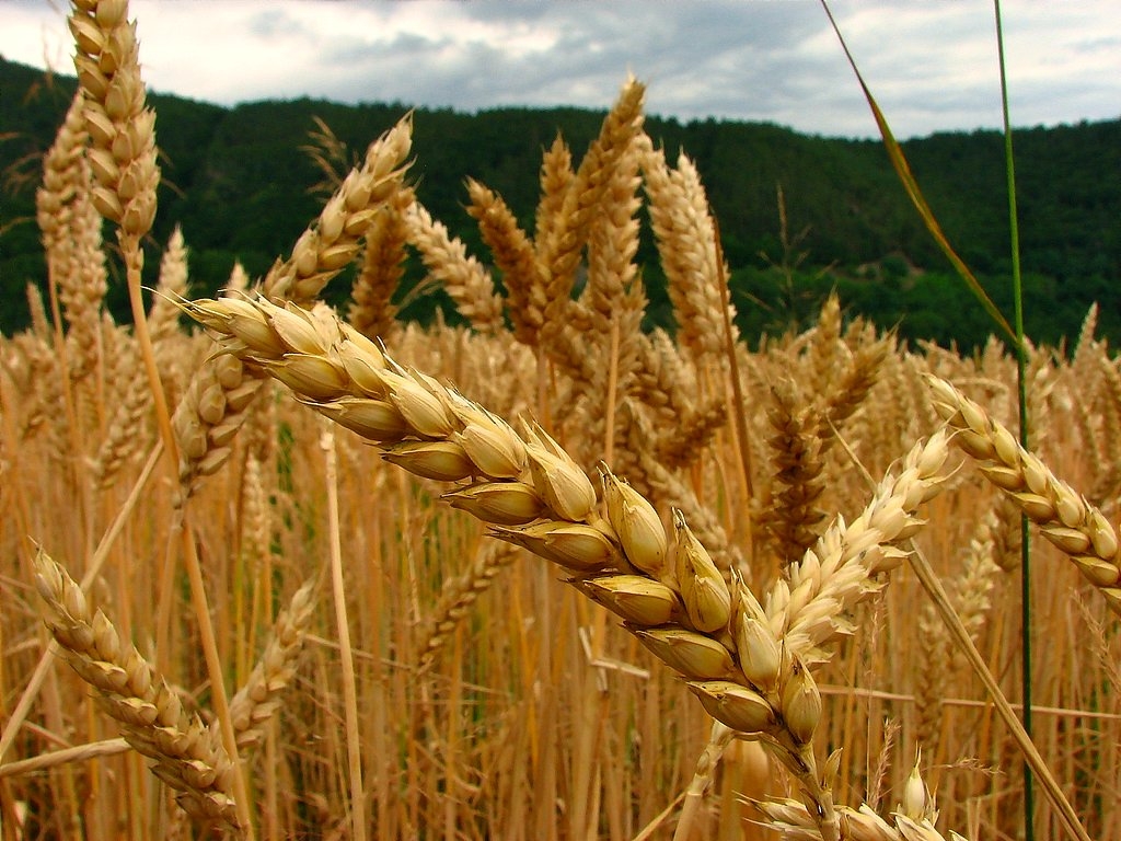 Centro de la Bolsa de Comercio calcula 12 millones de toneladas de trigo para 2014/15