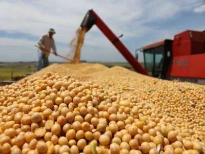 Se multiplicaron por seis las declaraciones juradas de venta de soja y se duplicaron las de maíz