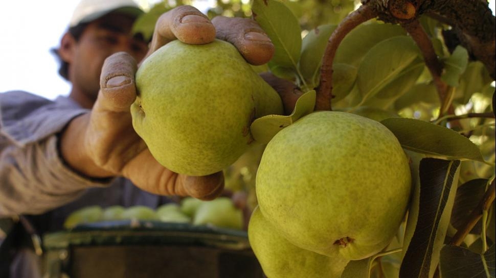 Se intensificó el conflicto de productores de fruta de Río Negro