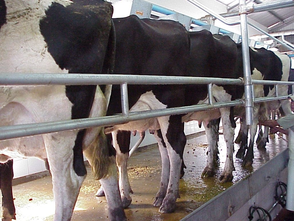 Tamberos reclaman que se actualice el precio del litro de leche