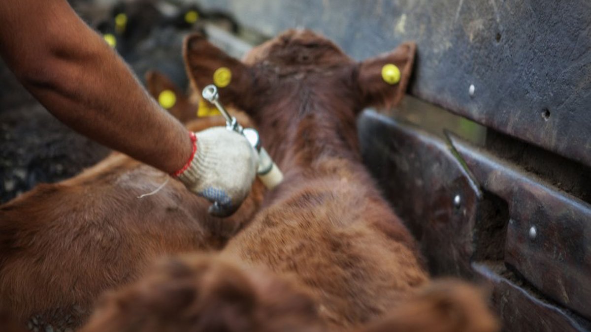 La vacunación contra la fiebre aftosa superó los 39 millones de bovinos