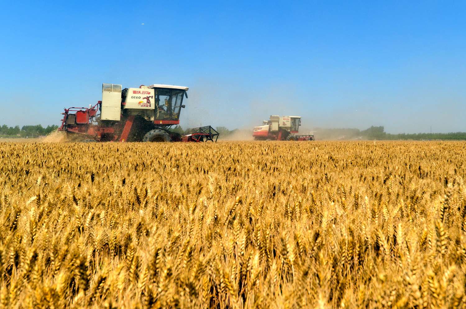 El 97% del trigo sembrado en Entre Ríos presenta buena y muy buena condición