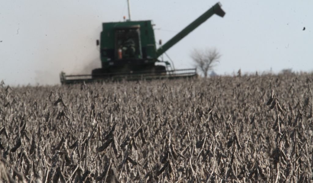 Maldito clima: se cosechó casi 22% menos soja en el centro norte santafesino