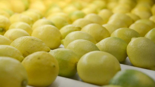Limoneira: llega al país gigante citrícola estadounidense