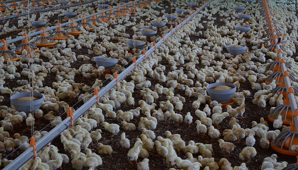 Santa Fe: promueven el asociativismo y el agregado de valor en la cadena avícola