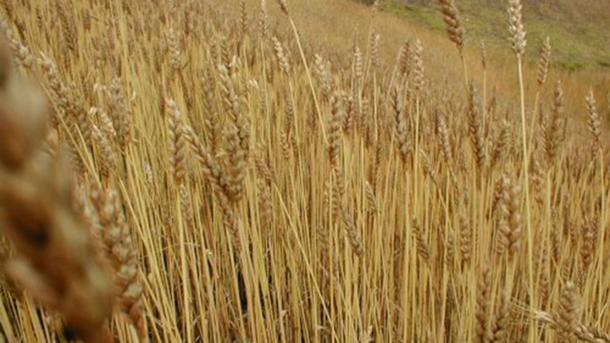 El trigo y la cebada argentina sacan ventaja de los problemas climáticos internacionales