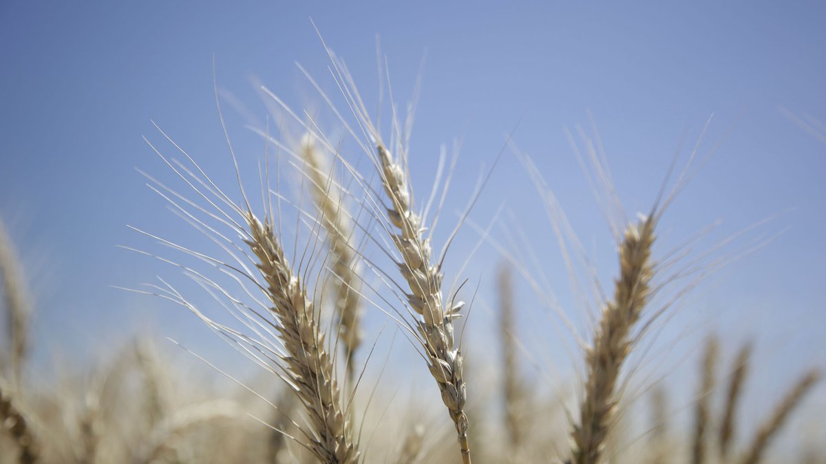 Por el buen precio del trigo, ya no quedan lotes para alquilar en el sur de Buenos Aires