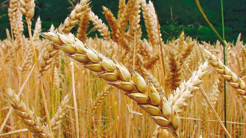 Lifschitz celebró la “gran cosecha de trigo” en la provincia