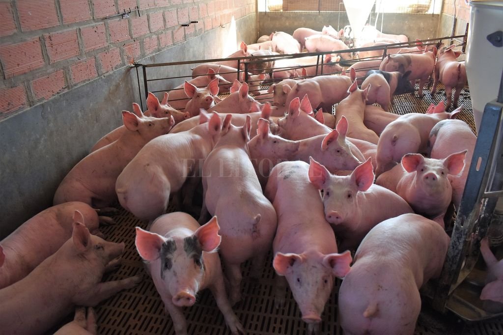 Por la peste porcina en China, se disparó la cotización de la carne de cerdo