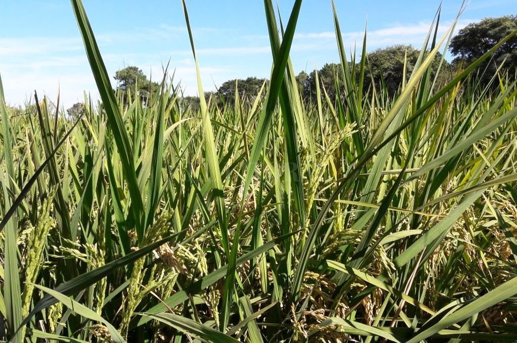 De San Javier a Japón: el arroz orgánico sale al mundo