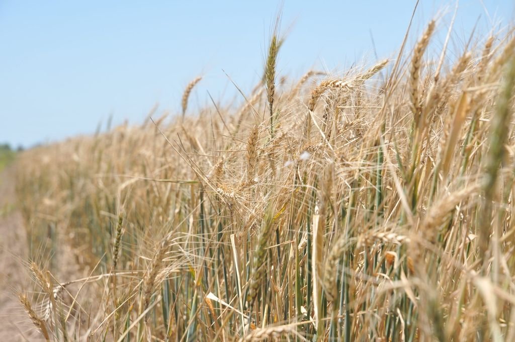 Agroindustria lanza un nuevo monitor de indicadores agrícolas