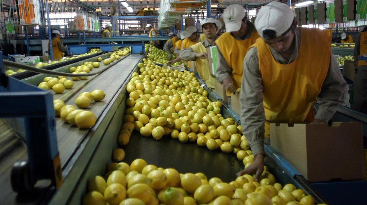 La productora de limones más grande de Argentina recibió financiamiento por 100 millones de dólares
