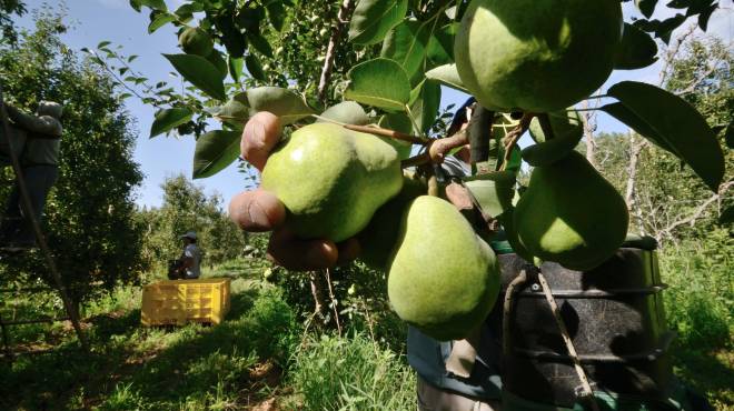 Las peras del Valle perdieron en el mercado ruso más de u$s 10 millones