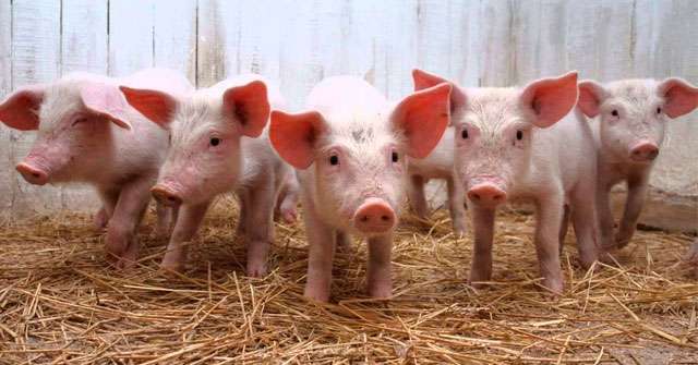El sector porcino pide ser incluido en la rebaja de cargas patronales