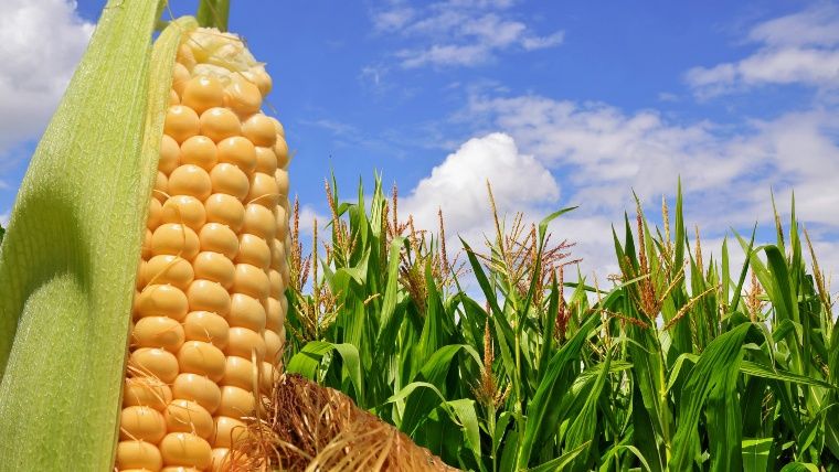 Se espera una producción récord de maíz de 12 millones de toneladas en la región núcleo