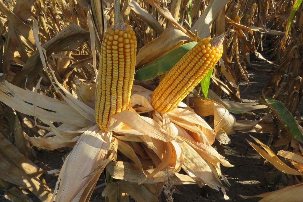 Cómo impacta el atraso en la siembra de maíz