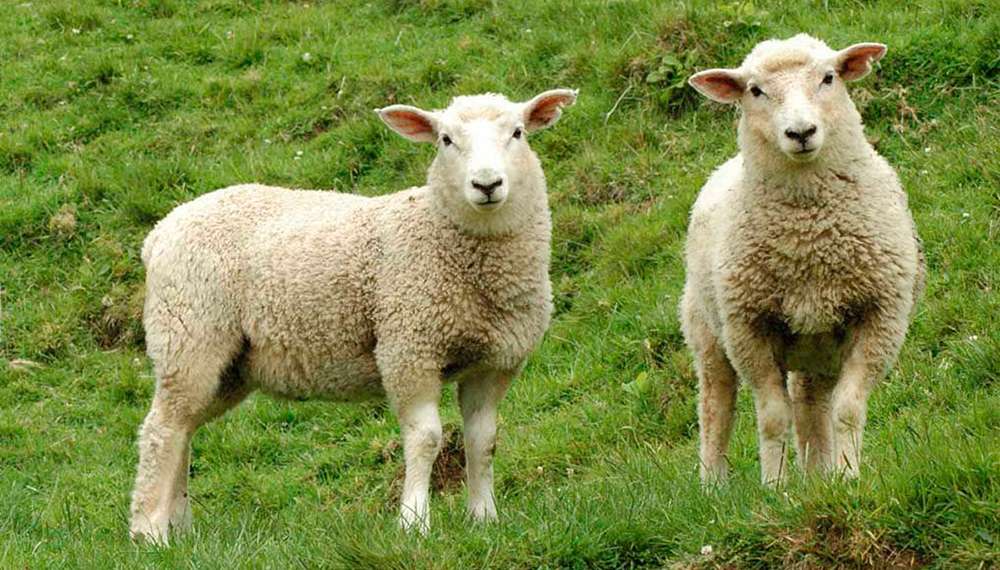 La ganadería ovina se abre paso en ArgenCarne
