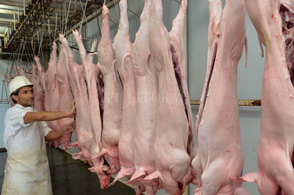 El sector porcino entrerriano pide no parar la actividad en frigoríficos por casos de COVID-19