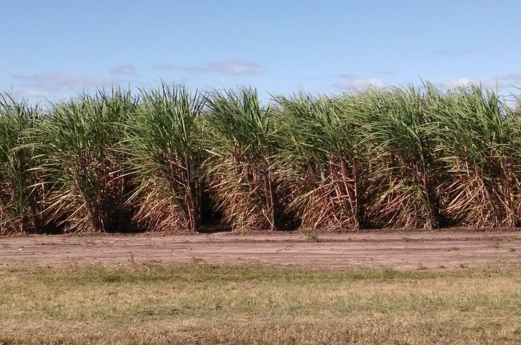 La provincia apoya la siembra de 500 hectáreas de caña de azúcar