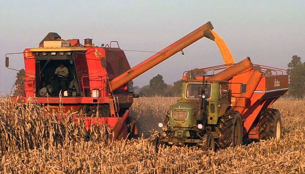 Producción de 5,72 millones de toneladas de maíz en Buenos Aires  y La Pampa
