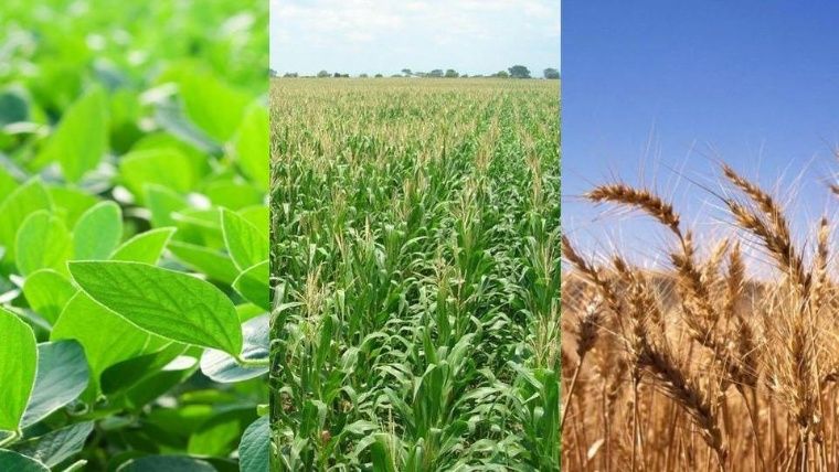 El clima seco golpea a maíz y trigo argentino, y la incertidumbre política reimpulsa a la soja