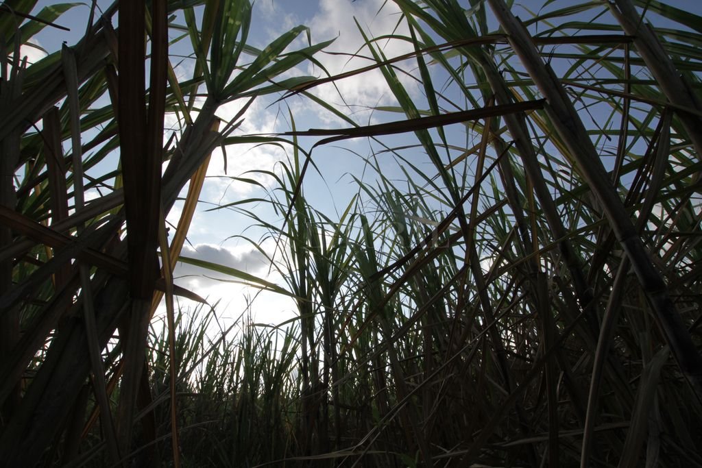 Agonía cañera: el oscuro panorama del azúcar en el norte santafesino