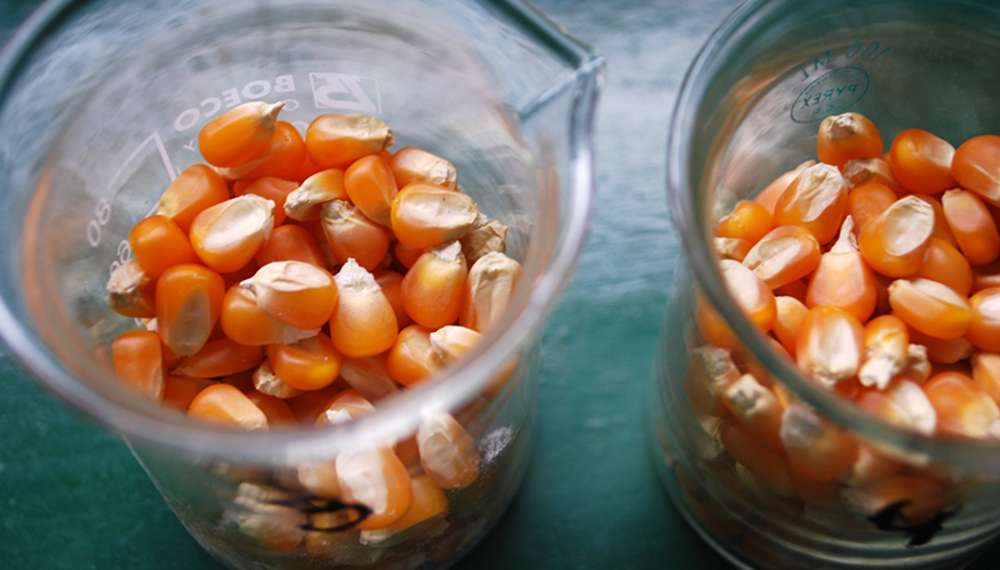 Especialistas del INTA evaluaron cómo impacta la fecha de siembra sobre el rendimiento del maíz