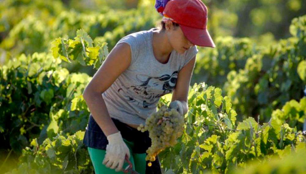 Día Internacional de las Mujeres Rurales: según la ONU, representan el 43% de la mano de obra agrícola