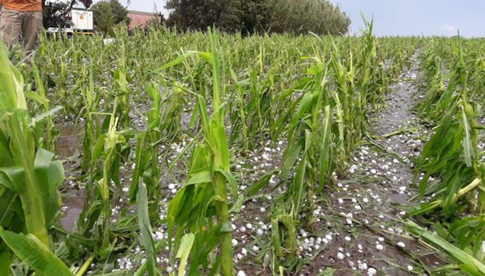Una tormenta de granizo afectó los cultivos de trigo y maíz en el sur de Santa Fe