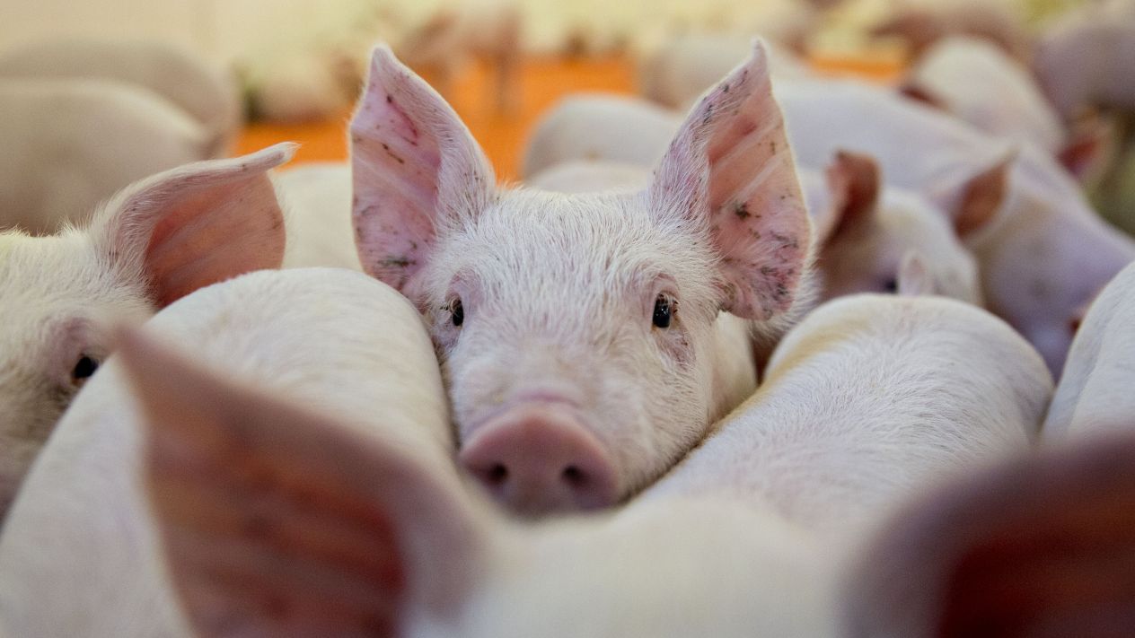 Peste porcina africana: cómo esta situación puede beneficiar a la Argentina