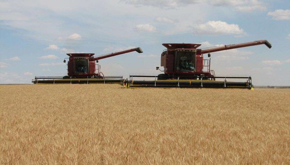 El trigo en proceso de cosecha