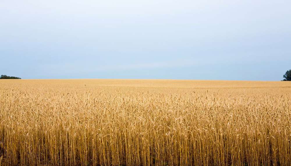 El clima perjudica el panorama productivo del trigo
