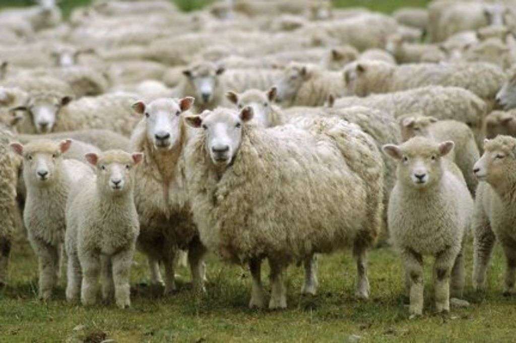 China abrió su mercado a la carne ovina patagónica de la Argentina