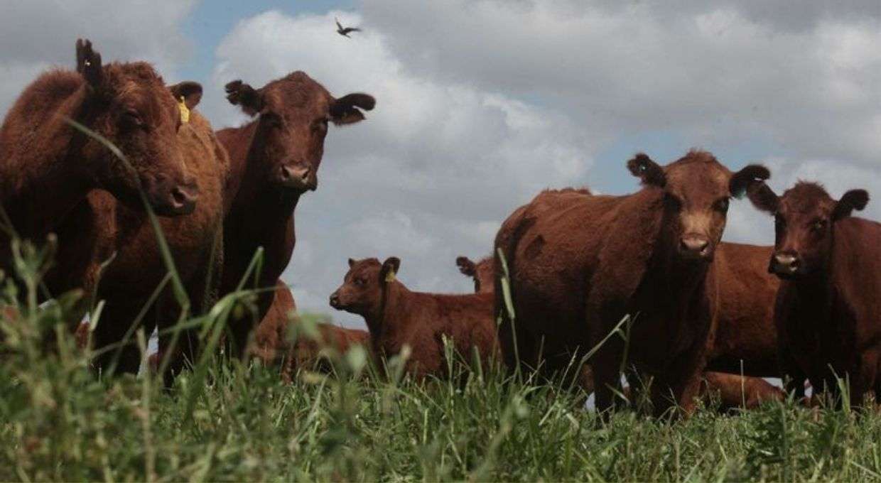 Argentina sumó mercados para la exportación de carne y genética bovina