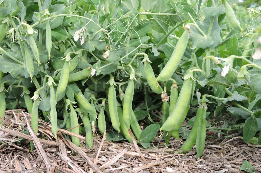Chacareros santafesinos advierten “cartelización” en la producción de legumbres