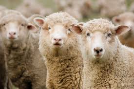 Producción ovina: disponen casi $ 6 millones para financiar la actividad en Santa Fe
