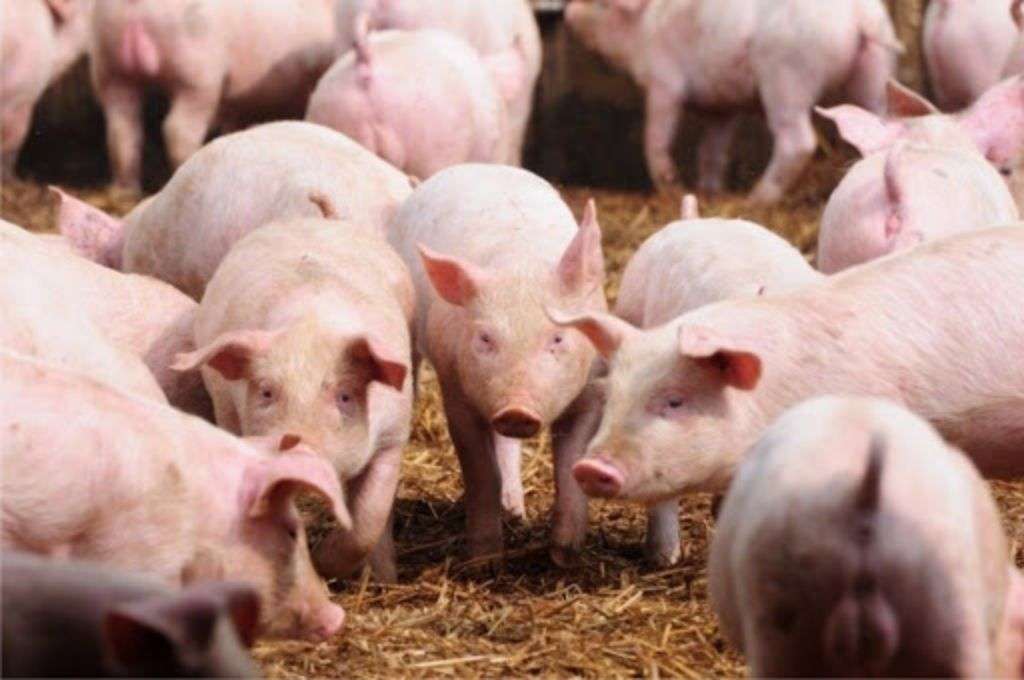 Evalúan anticuerpos contra virus de aftosa en cerdos