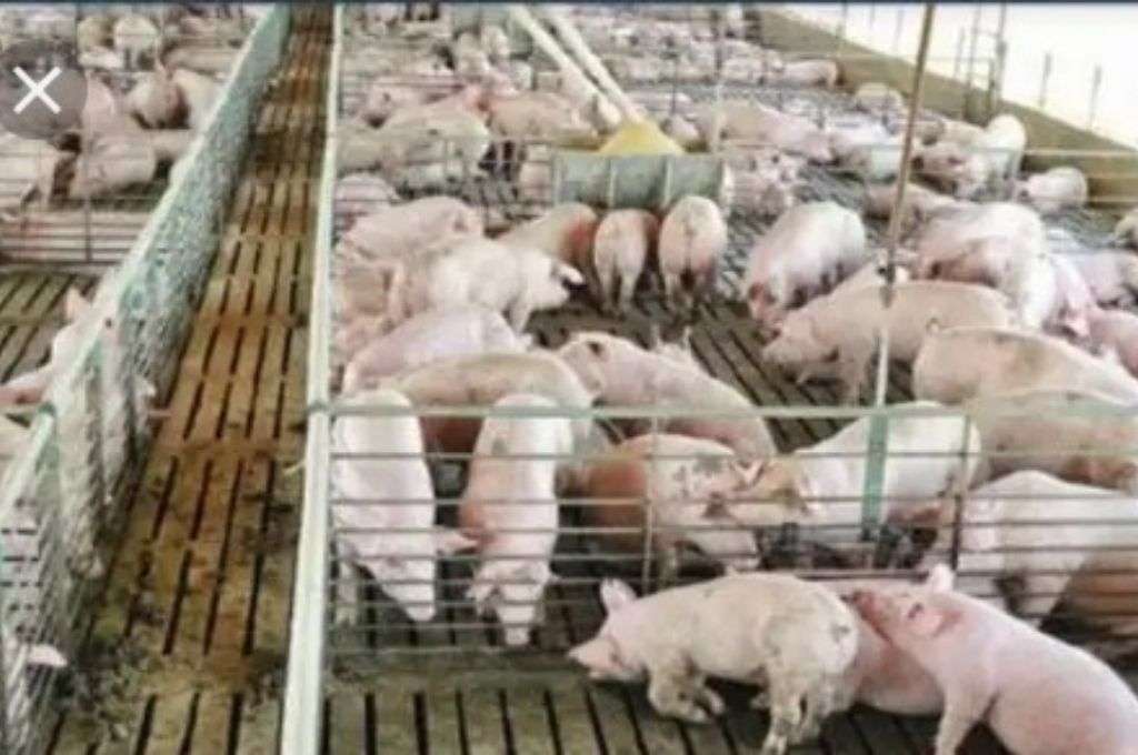 Advierten sobre una “invasión” china al mercado porcino