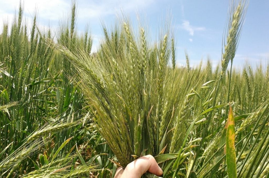 El trigo continúa desmejorando por la falta de humedad