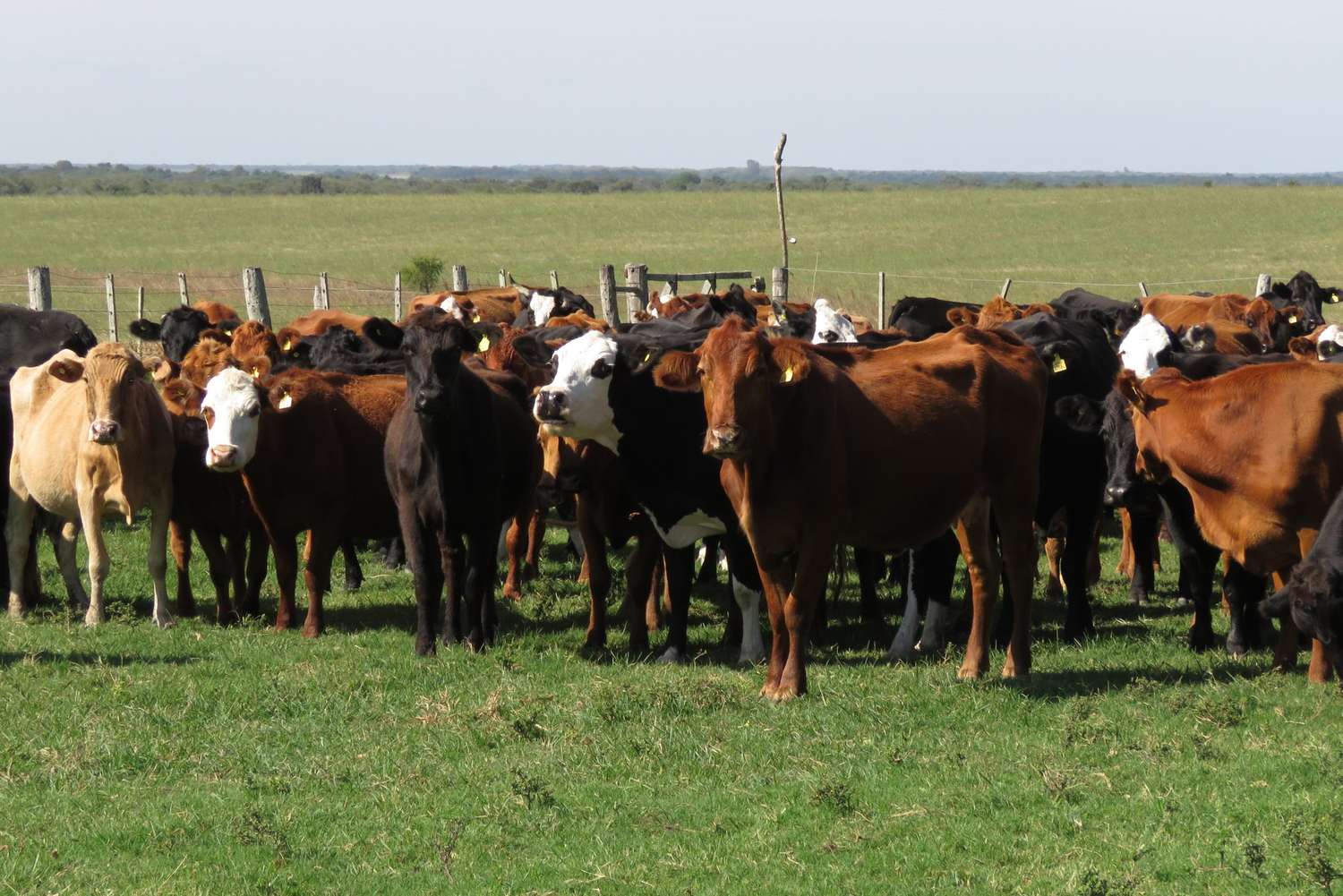Productores y políticos de la Región Centro piden reabrir las exportaciones de carne
