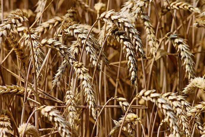 Nueva estimación récord para la cosecha de trigo del 2022
