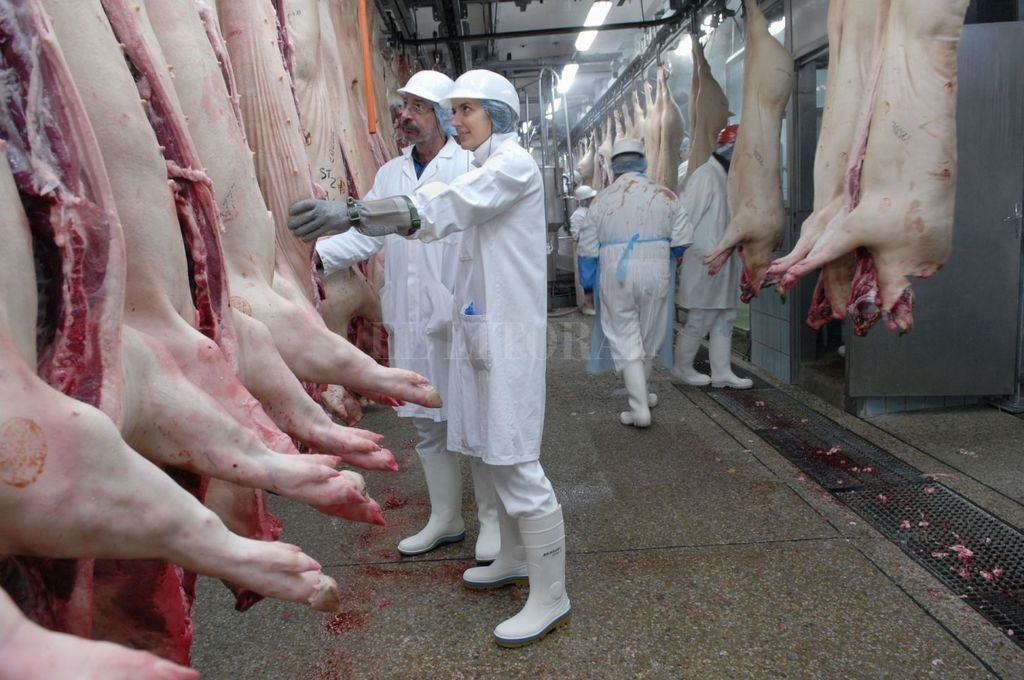 Las exportaciones de productos y subproductos porcinos crecieron 63%