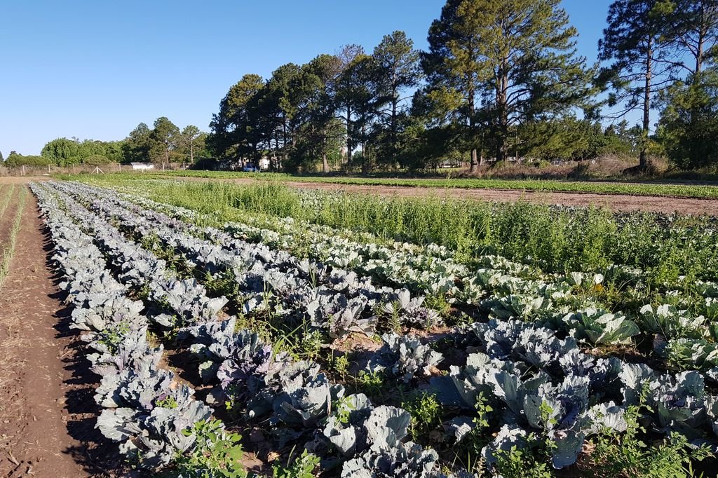 Agroecología: la práctica sana para cosechar verduras
