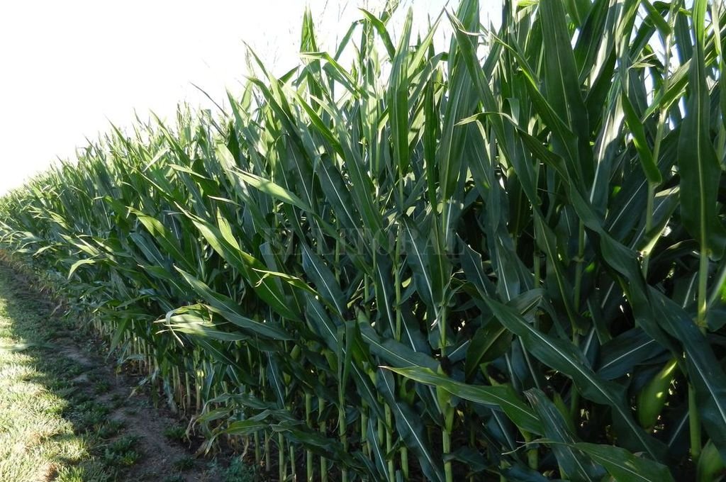 La Bolsa de Comercio de Rosario prevé una producción récord de maíz