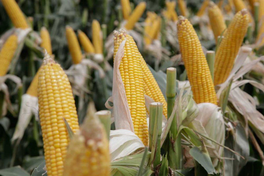 Confirmado: el Gobierno dejará sin efecto todas las restricciones para exportar maíz