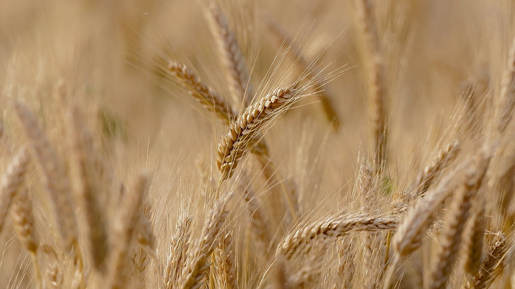 La cosecha de trigo finalizó en 17 millones de toneladas