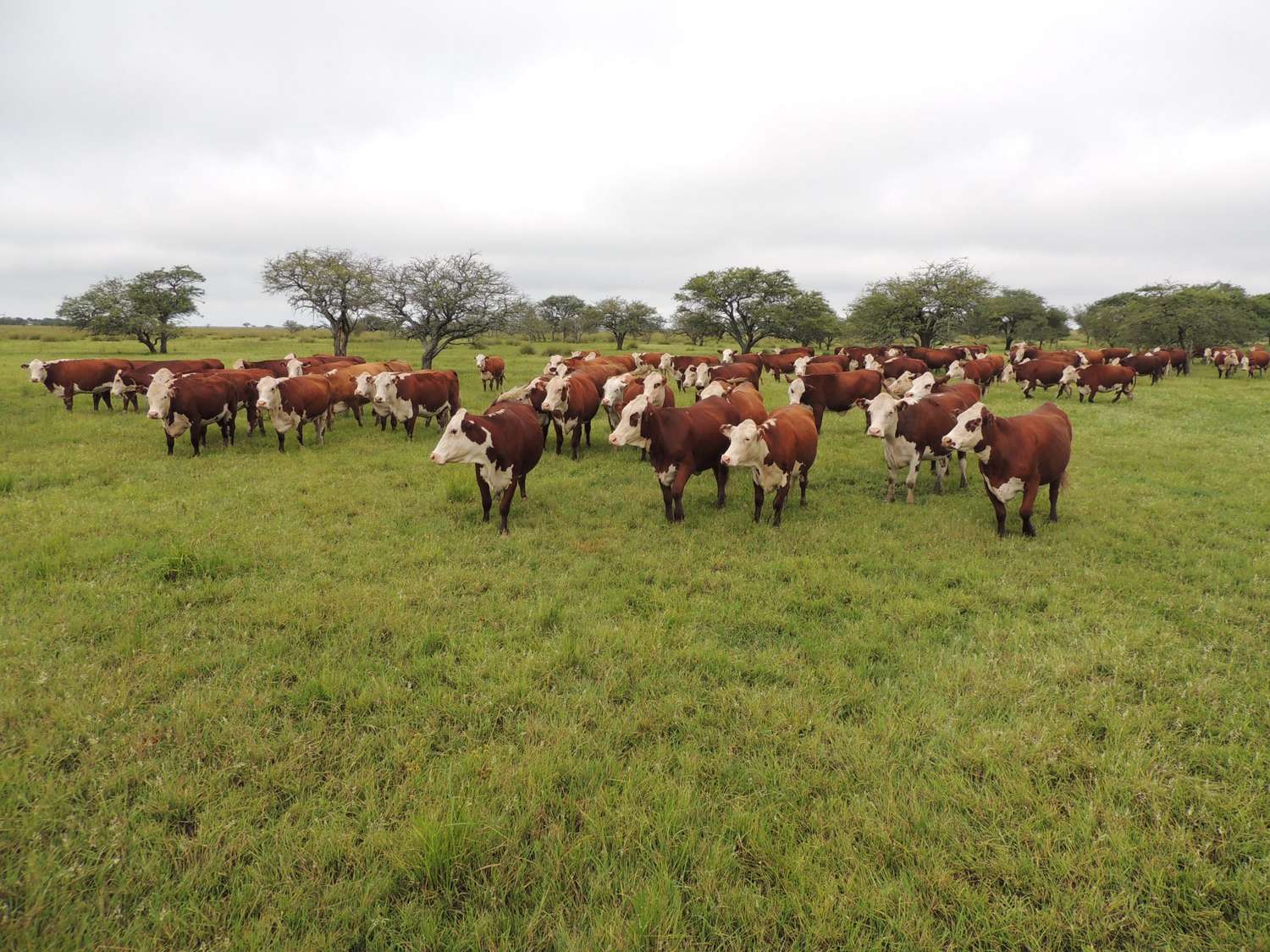 Santa Fe lidera la producción de carne bovina a nivel nacional