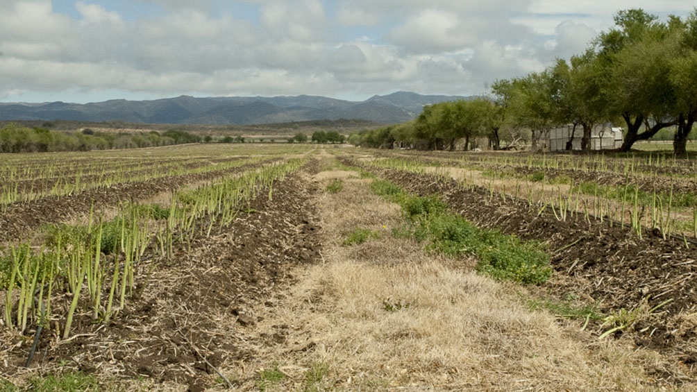 Se disipa el fenómeno La Niña y mejoran las perspectivas para los cultivos